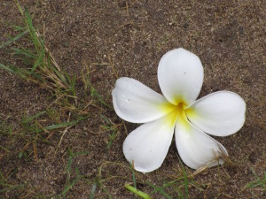 Flower by the side of the path near my bungalow.