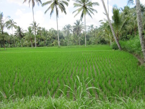 Rice Field!