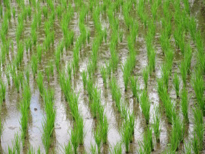 Close up of young rice growing in rice field.