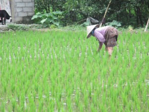 Woman farming in Rice Field.