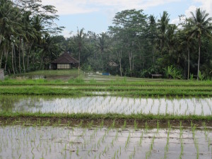 House set back behind Rice Fields. 