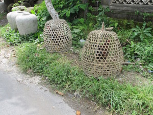 Roosters under basket arrest.  I couldn't figure out exactly why they do this.  I know they keep roosters for the hens, they sell roosters to other farmers, and they also - long tradition here - sell roosters for cockfights.