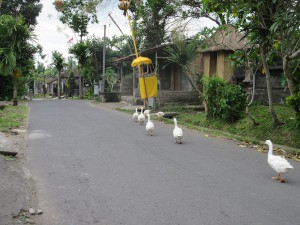 Toward the end of the drive, I came across these guys.  They seemed to be intent with their march, but I had no idea where they were going.  Didn't mind me motoring by.