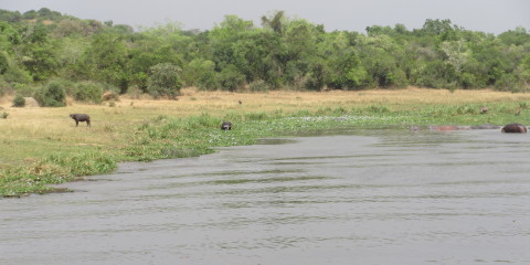 Ugandan Photo Safari, Part 2: The Mighty Nile