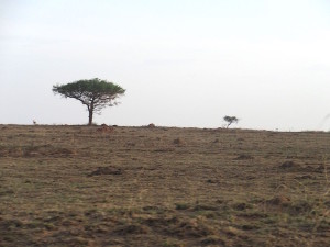 Acacia tree in the distance... 