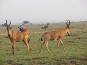 MP.11.Hartebeest