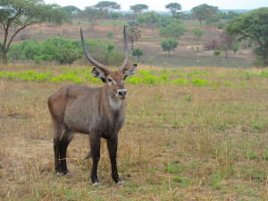 MP.13.Waterbuck