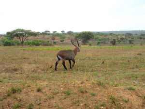 MP.14.Waterbuck2