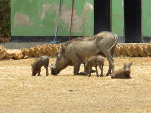 MP.15.WarthogsBabies