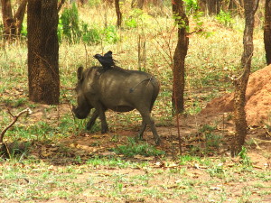 MP.16.WarthogandBirds