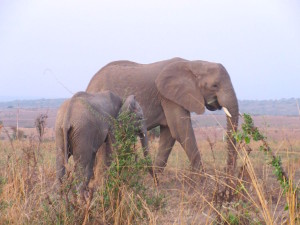 MP.32.Elephant1