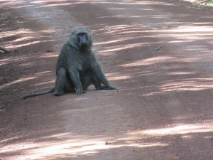 MP.37.Baboon2Closer