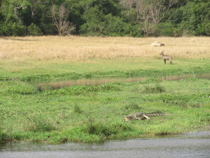 MP.45.CrocandWaterbuck