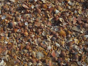 Albufeira.03.Shells