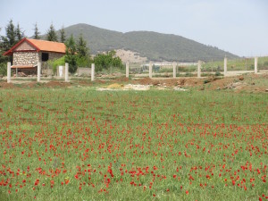 Ifrane.01.FieldofRedFlowers