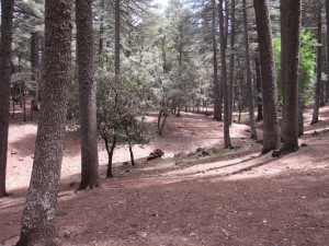 Ifrane.05.Forest