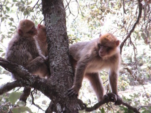 Ifrane.06.3Monkeys