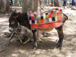 Ifrane.07.DonkeyWithBlanket